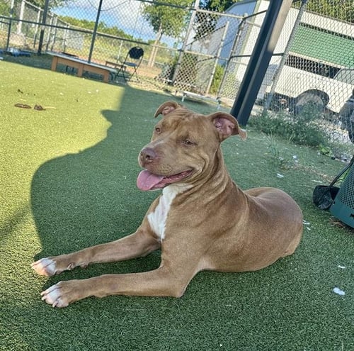 PONY BOY - Staffordshire Bull Terrier available for adoption
