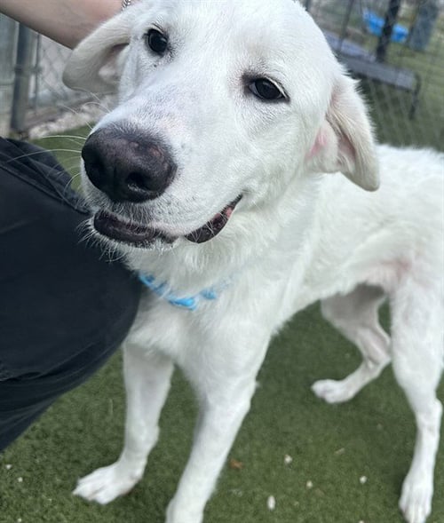 A184084 - Great Pyrenees available for adoption