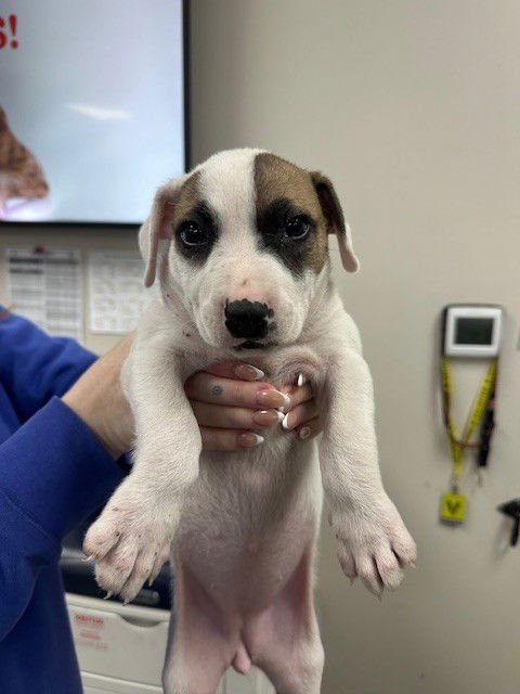 VIXEN - American Pit Bull Terrier available for adoption