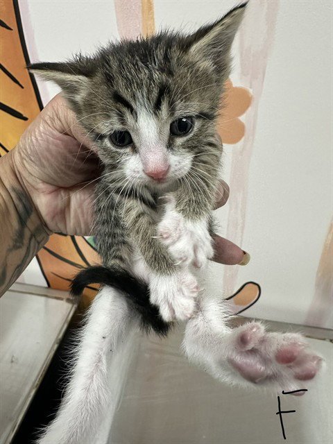 A189073 - Domestic Short Hair available for adoption