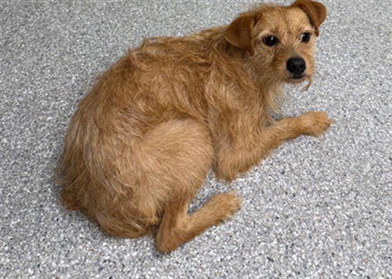 DAISY - Dachshund available for adoption