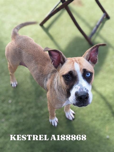 KESTREL - American Pit Bull Terrier available for adoption