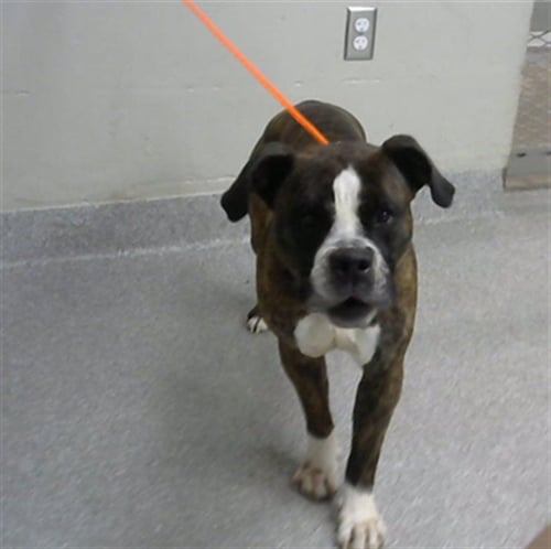 AUGUSTUS - Boxer available for adoption