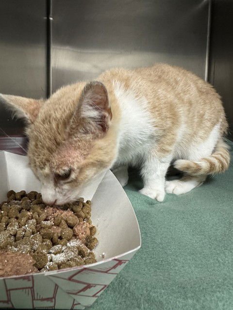 A183249 - Domestic Short Hair available for adoption