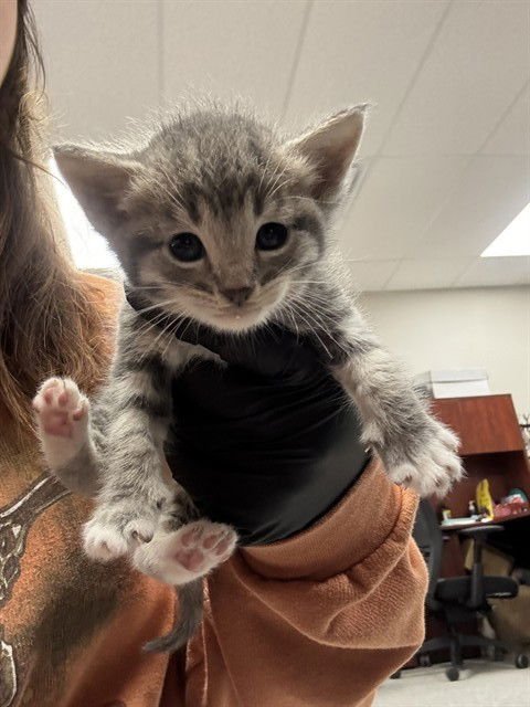 A183101 - Domestic Short Hair available for adoption