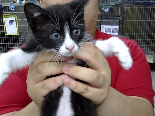 AMOR - Domestic Short Hair available for adoption