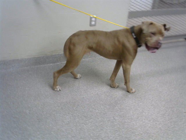 KERMIT - Staffordshire Bull Terrier available for adoption