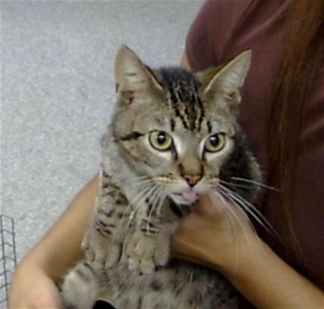 A182834 - Domestic Short Hair available for adoption