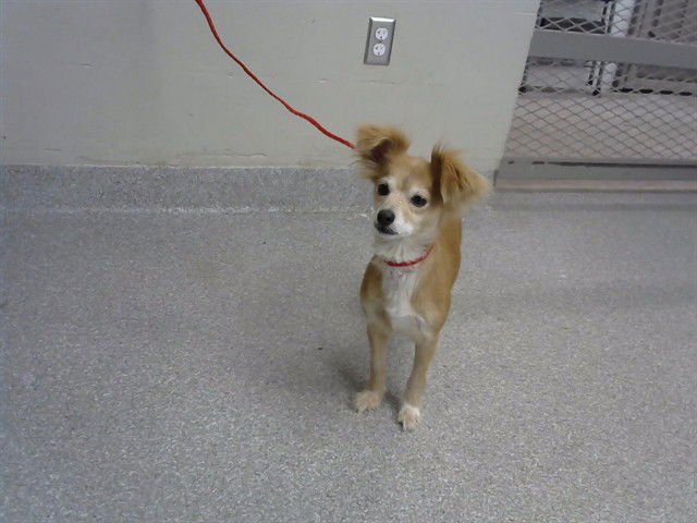 LELO MAY - Chihuahua available for adoption