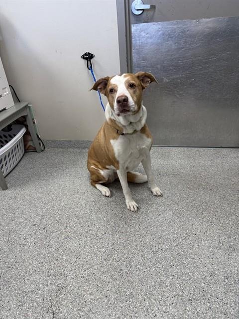 MOCHA - American Pit Bull Terrier available for adoption