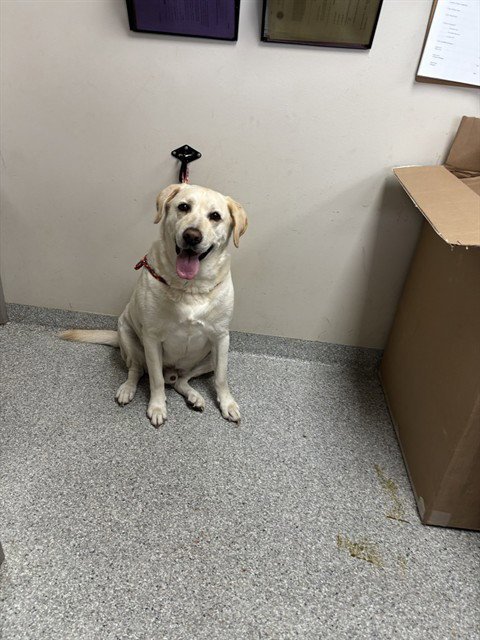 TUCKER - Labrador Retriever available for adoption
