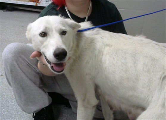 MEADOW - Great Pyrenees available for adoption