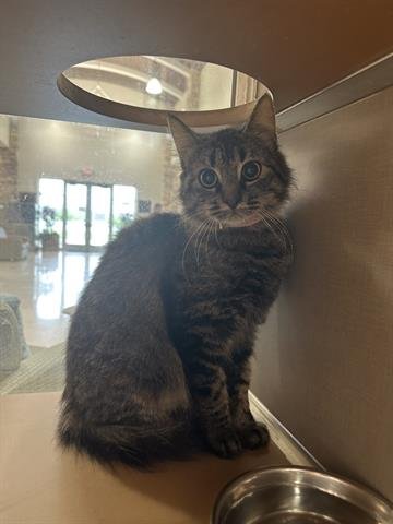 KITTY Image