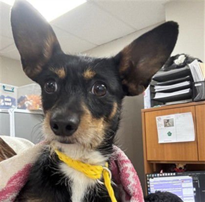 TEDDY - Chihuahua available for adoption