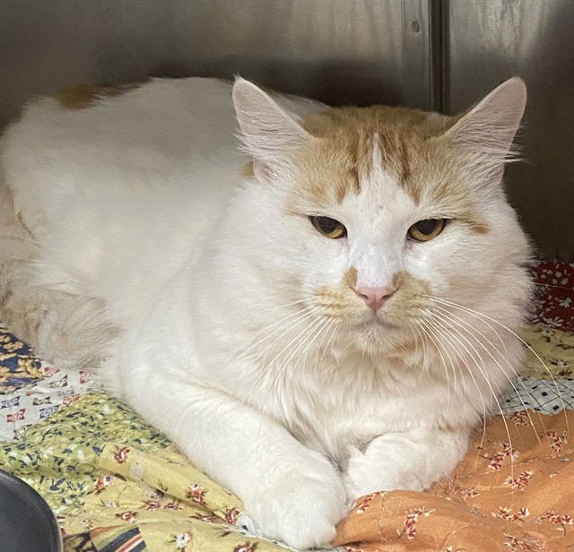 CARL - Domestic Long Hair available for adoption