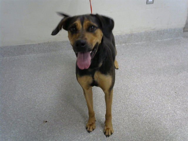 STELLA - Black and Tan Coonhound available for adoption