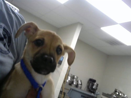 QUINN - Black Mouth Cur available for adoption