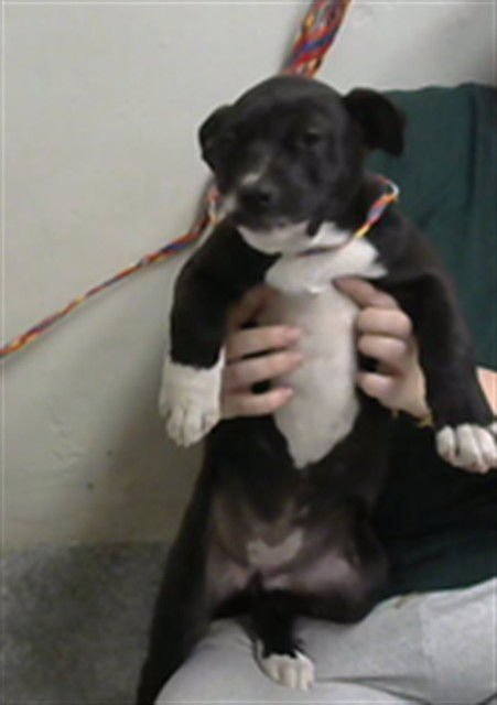 JILL - American Pit Bull Terrier available for adoption