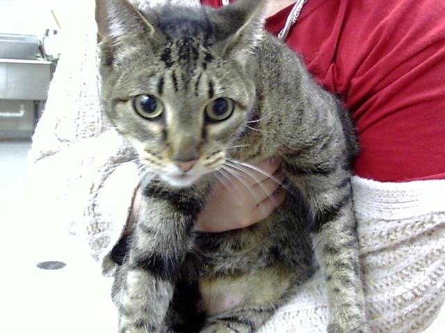 MILLIE - Domestic Short Hair available for adoption