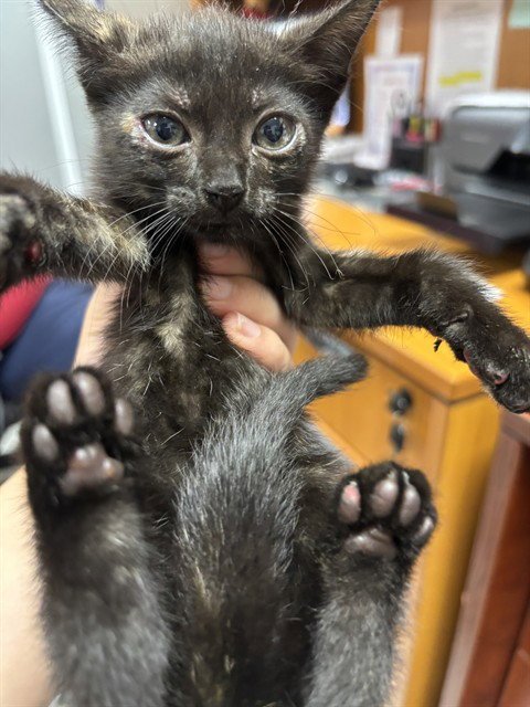 A186714 - Domestic Short Hair available for adoption