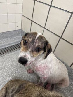 SAMUEL - Catahoula Leopard Dog available for adoption