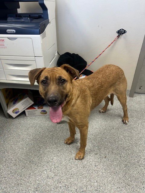 FREYA - American Pit Bull Terrier available for adoption