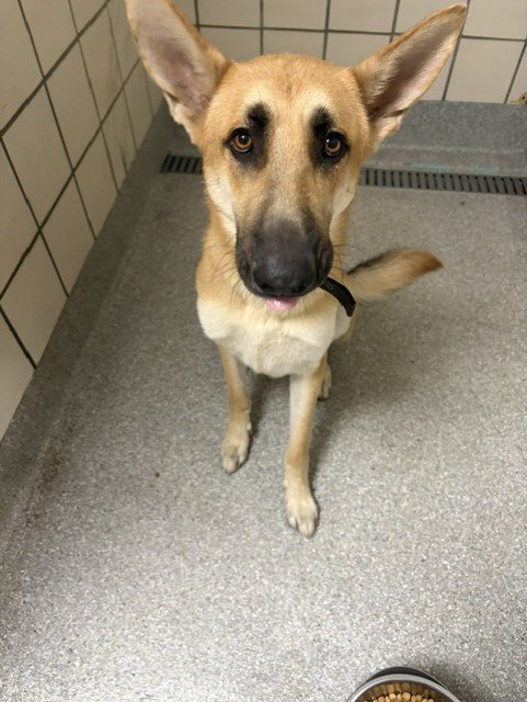 DENNIS - German Shepherd Dog available for adoption