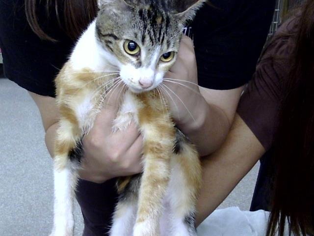 A182831 - Domestic Short Hair available for adoption