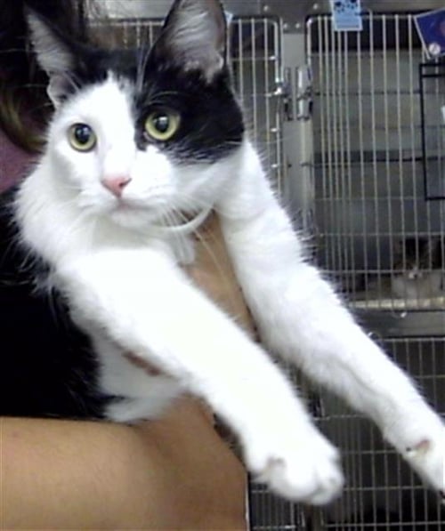 ABI - Domestic Short Hair available for adoption