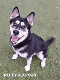 RILEY - Photo 1