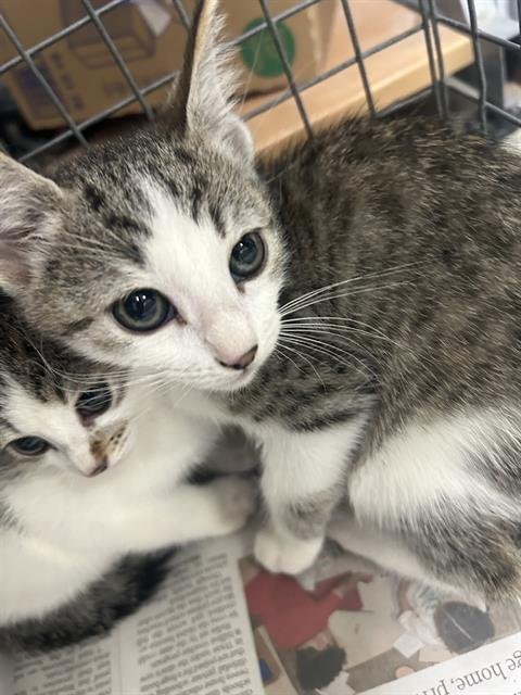 A189003 - Domestic Short Hair available for adoption