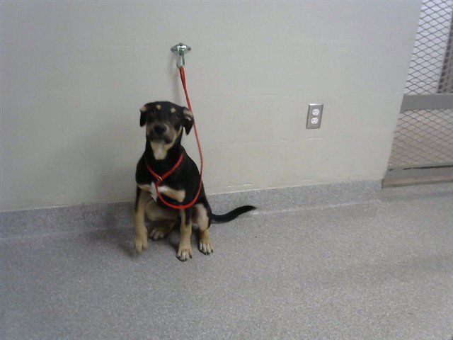 BAILEY Image