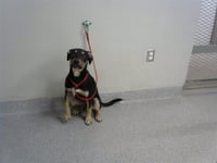 BAILEY - Photo 1