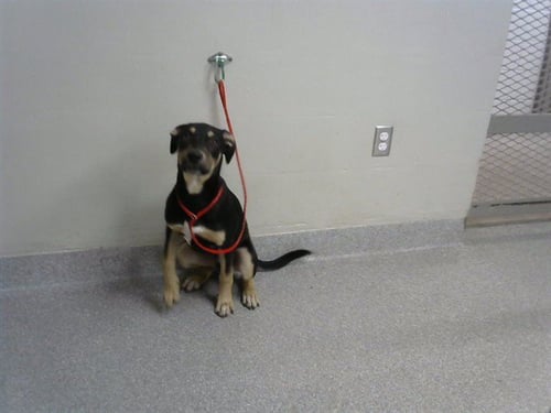 BAILEY - German Shepherd Dog available for adoption