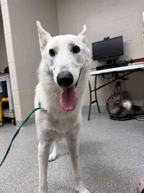 FROST - German Shepherd Dog available for adoption