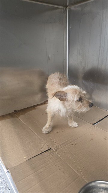 A187207 - Cairn Terrier available for adoption