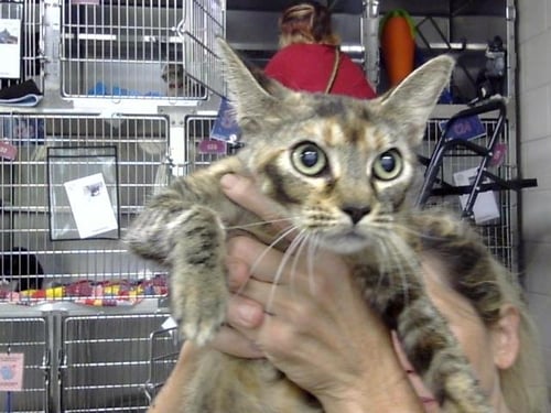 MOLLY - Domestic Short Hair available for adoption