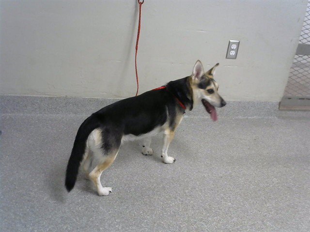 BUDDY BUBBA Image