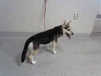 BUDDY BUBBA - Photo 1