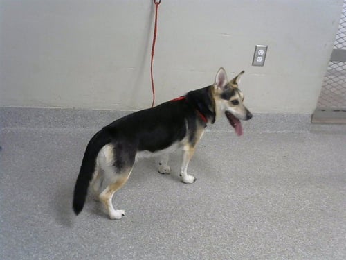 BUDDY BUBBA - Cardigan Welsh Corgi available for adoption