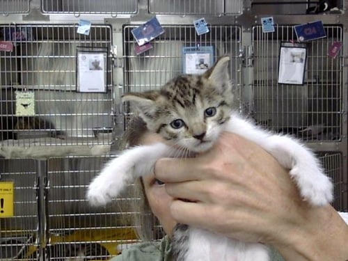 A186794 - Domestic Short Hair available for adoption