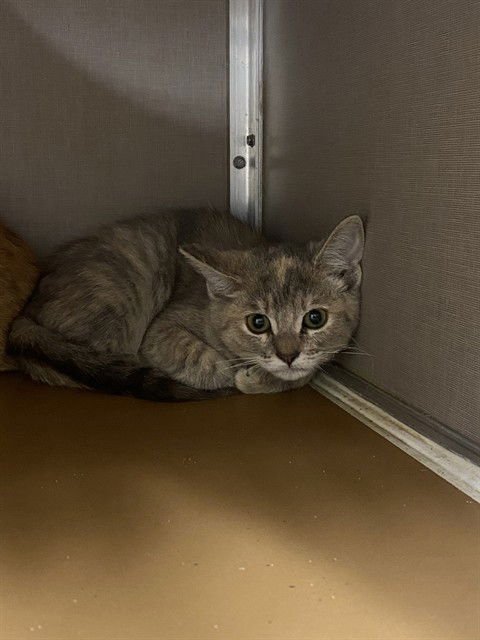 A182701 - Domestic Short Hair available for adoption