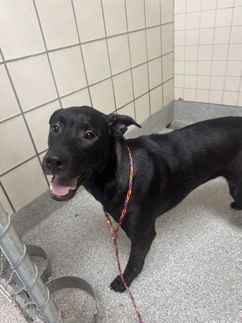 WILLIAM (HUDSON) - Labrador Retriever available for adoption