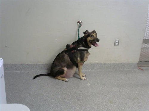 COOPER - Black Mouth Cur / German Shepherd Dog available for adoption