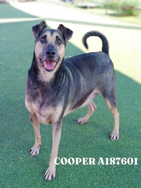 COOPER Image