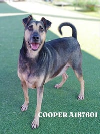 COOPER - Photo 1