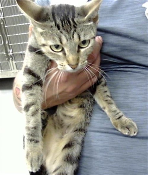 A185004 - Domestic Short Hair available for adoption
