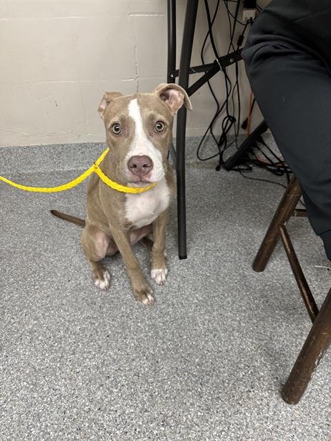 BABY - American Pit Bull Terrier available for adoption