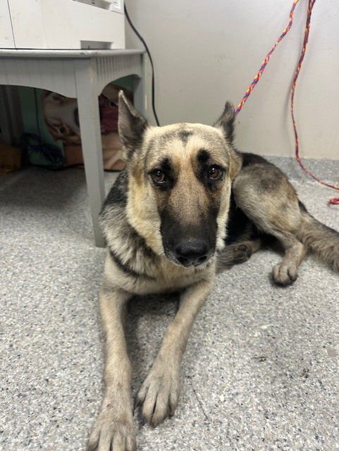 DAKOTA - German Shepherd Dog available for adoption