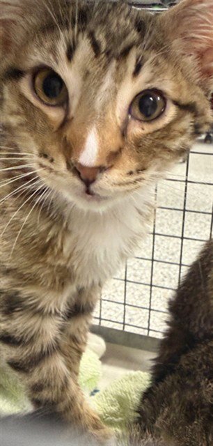 A184102 - Domestic Short Hair available for adoption